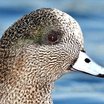 American Wigeon